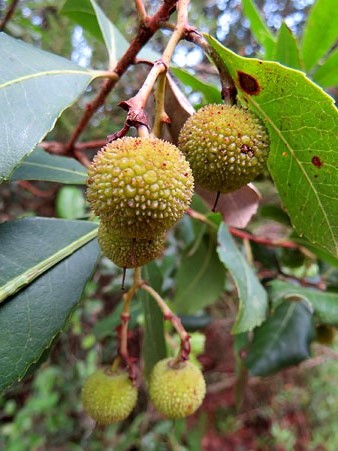Cireres d'arboç, fruit silvestre que es pot trobar madur a finals d'estiu