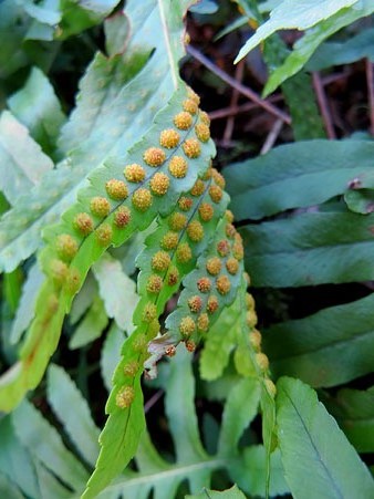 Falguera (Pteridophyta) amb esporangis