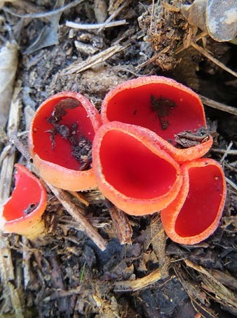 Cassoleta vermella (Sarcoscypha coccinea)