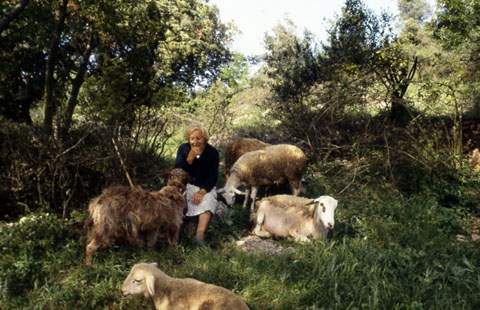 La pastora Francesca Planas pasturant un ramat d'ovelles amb un gos d'atura. 1990
