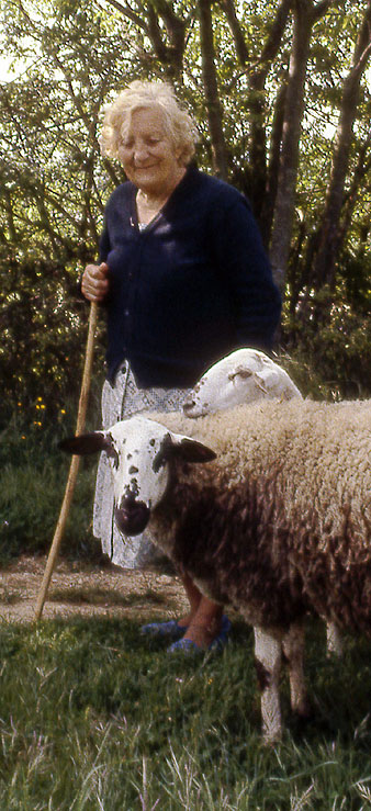La pastora Francesca Planas pasturant un ramat d'ovelles amb un gos d'atura. Ca. 1990