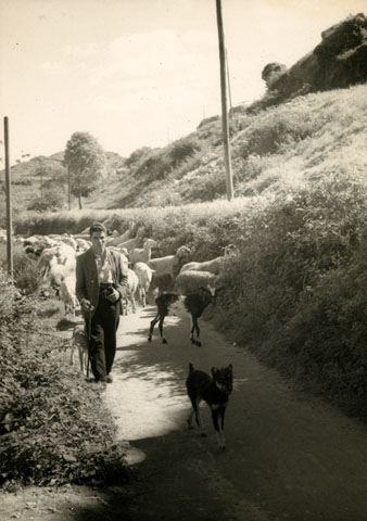 Pastor amb un ramat de xais a la zona de Torre Gironella. 1959