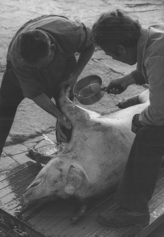 La matança del porc. 1983