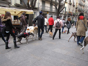 Primera passejada de llebrers i podencs de Girona