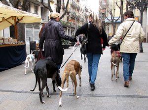 Primera passejada de llebrers i podencs de Girona