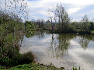 Els aiguamolls de Santa Eugènia, espai de natura