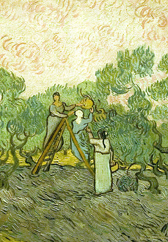 Dones collint olives. Vincent Van Gogh. Oli sobre tela, 1889