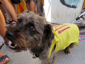 Diada Nacional 2016. Manifestaci&oacute; sotre el lema A punt. Endavant rep&uacute;blica catalana, a Salt
