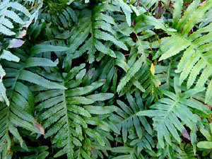 L'itinerari del Galligants. Camí verd que connecta la plaça dels Jurats del Barri Vell amb la font del Bisbe