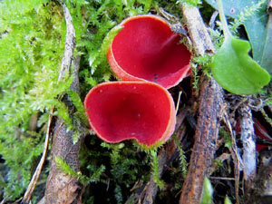 L'itinerari del Galligants. Camí verd que connecta la plaça dels Jurats del Barri Vell amb la font del Bisbe