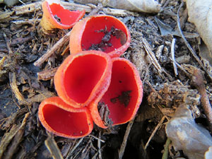 L'itinerari del Galligants. Camí verd que connecta la plaça dels Jurats del Barri Vell amb la font del Bisbe