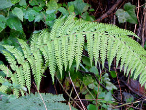 L'itinerari del Galligants. Camí verd que connecta la plaça dels Jurats del Barri Vell amb la font del Bisbe