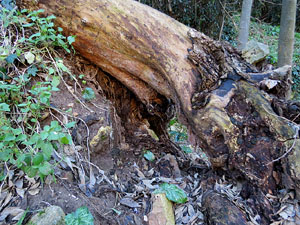 L'itinerari del Galligants. Camí verd que connecta la plaça dels Jurats del Barri Vell amb la font del Bisbe