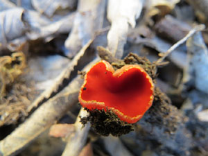 L'itinerari del Galligants. Camí verd que connecta la plaça dels Jurats del Barri Vell amb la font del Bisbe
