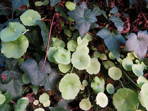 L'itinerari del Galligants. Camí verd que connecta la plaça dels Jurats del Barri Vell amb la font del Bisbe