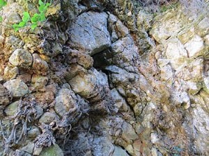 L'itinerari del Galligants. Camí verd que connecta la plaça dels Jurats del Barri Vell amb la font del Bisbe