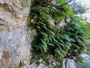 L'itinerari del Galligants. Camí verd que connecta la plaça dels Jurats del Barri Vell amb la font del Bisbe