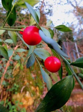 Galzeran (Ruscus aculeatus)