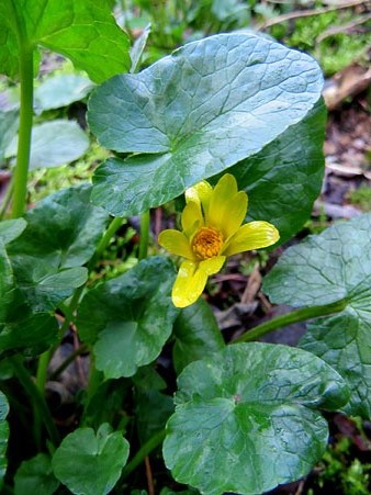 Gatassa, celidònia o herba de les morenes (Ranunculus ficaria)