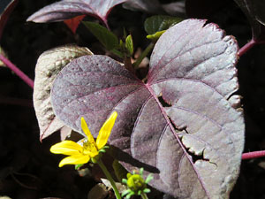 Temps de Flors 2016. Jardins i pla&ccedil;a de la Torre de Carlemany