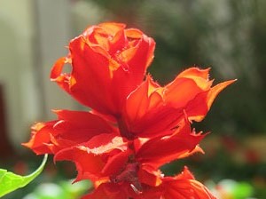 Temps de Flors 2016. Jardins i pla&ccedil;a de la Torre de Carlemany