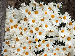 Temps de Flors 2016. Altres espais