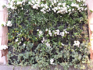 Temps de Flors 2016. Altres espais