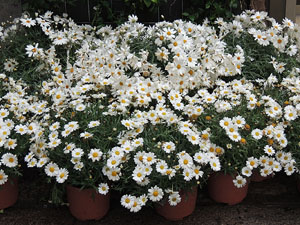 Temps de Flors 2016. Altres espais