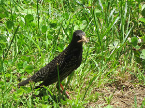 Temps de Flors 2016. Miscel·lània