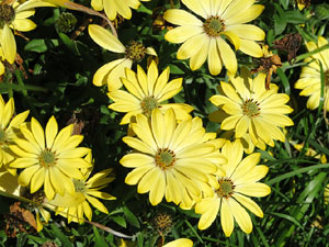 Temps de Flors 2016. La plaça del Pallol
