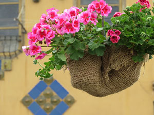 Temps de Flors 2016. Els ponts de l'Onyar