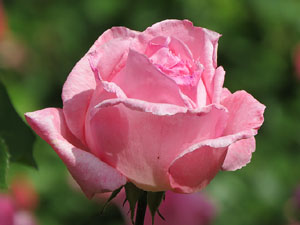 LX Aplec de la Sardana a Girona, als Jardins de la Devesa