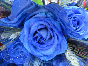 Sant Jordi 2017 a Girona