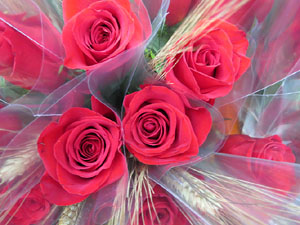 Sant Jordi 2017 a Girona