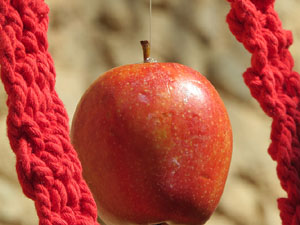 Temps de Flors 2017. Instal&middot;lacions i muntatges florals darrere dels absis de Sant Pere de Galligants