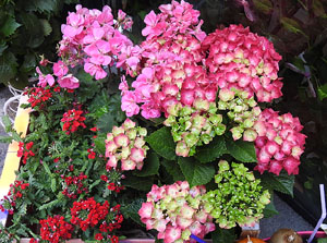 Temps de Flors 2017. Instal·lacions i muntatges florals al carrer Ballesteries