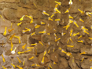 Temps de Flors 2017. Decoracions florals als diversos espais dels Banys Àrabs