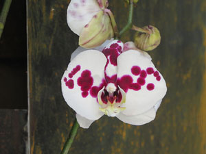 Temps de Flors 2017. Decoracions florals als diversos espais dels Banys Àrabs