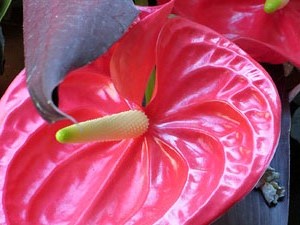 Temps de Flors 2017. Muntatges florals als claustres de la Catedral