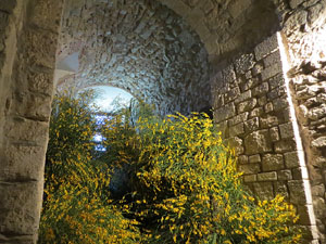 Temps de Flors 2017. Decoracions florals als diversos espais dels Soterranis de la Catedral