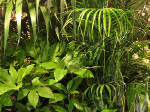 Temps de Flors 2017. Decoracions florals als diversos espais dels Soterranis de la Catedral