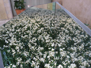 Temps de Flors 2017. Muntatges, instal&middot;lacions i exposicions florals a diversos indrets