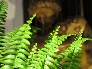 Temps de Flors 2017. Instal&middot;lacions i muntatges florals als diversos espais de l'Esgl&eacute;sia dels Dolors