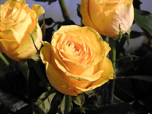 Temps de Flors 2017. Instal&middot;lacions i muntatges florals als diversos espais de l'Esgl&eacute;sia dels Dolors