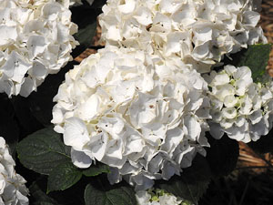 Temps de Flors 2017. Instal&middot;lacions i muntatges florals als diversos espais de l'Esgl&eacute;sia dels Dolors