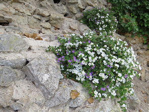 Temps de Flors 2017. Muntatge i instal&middot;laci&oacute; multim&egrave;dia a la Cisterna de la Torre Gironella