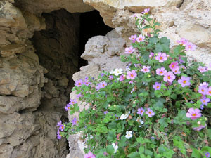 Temps de Flors 2017. Muntatge i instal&middot;laci&oacute; multim&egrave;dia a la Cisterna de la Torre Gironella