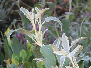 Temps de Flors 2017. Instal&middot;lacions i muntatges florals als jardins exteriors de la Torre Gironella
