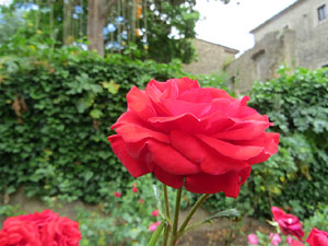 Temps de Flors 2017. Instal·lacions i muntatges florals als Jardins de la Francesa, a tocar els absis de la Catedral