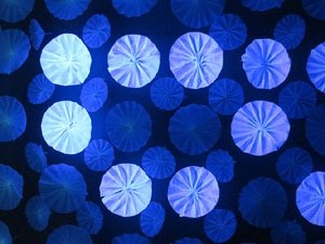 Temps de Flors 2017. Muntatges florals als diversos espais de la Casa Lle&oacute; Avinay, al Call jueu